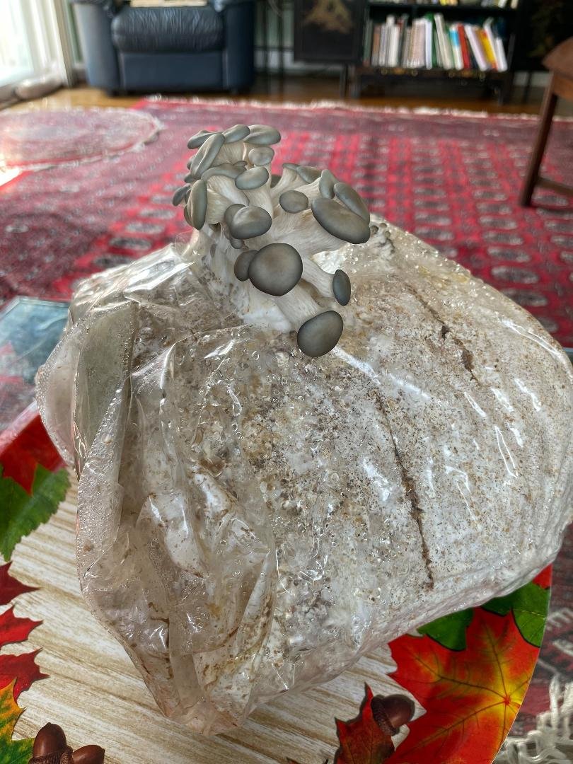 Growing oyster mushrooms for the first in my den.