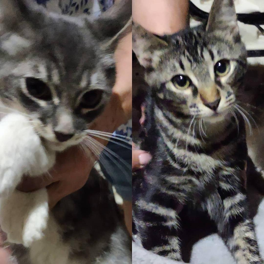 Smoky and her sister Sophie are looking for good homes. They are vaccinated and spayed. They are almost 5 months old. If interested in these beauties, please DM me.