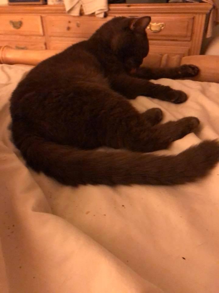 British Blue Cats. My MIA