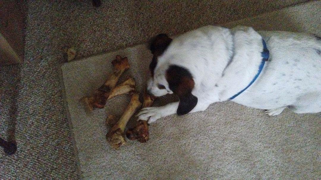 Went and got zoey nails cut.On the way back stop got her a bone.