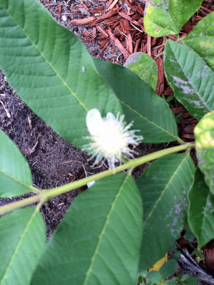 Guava