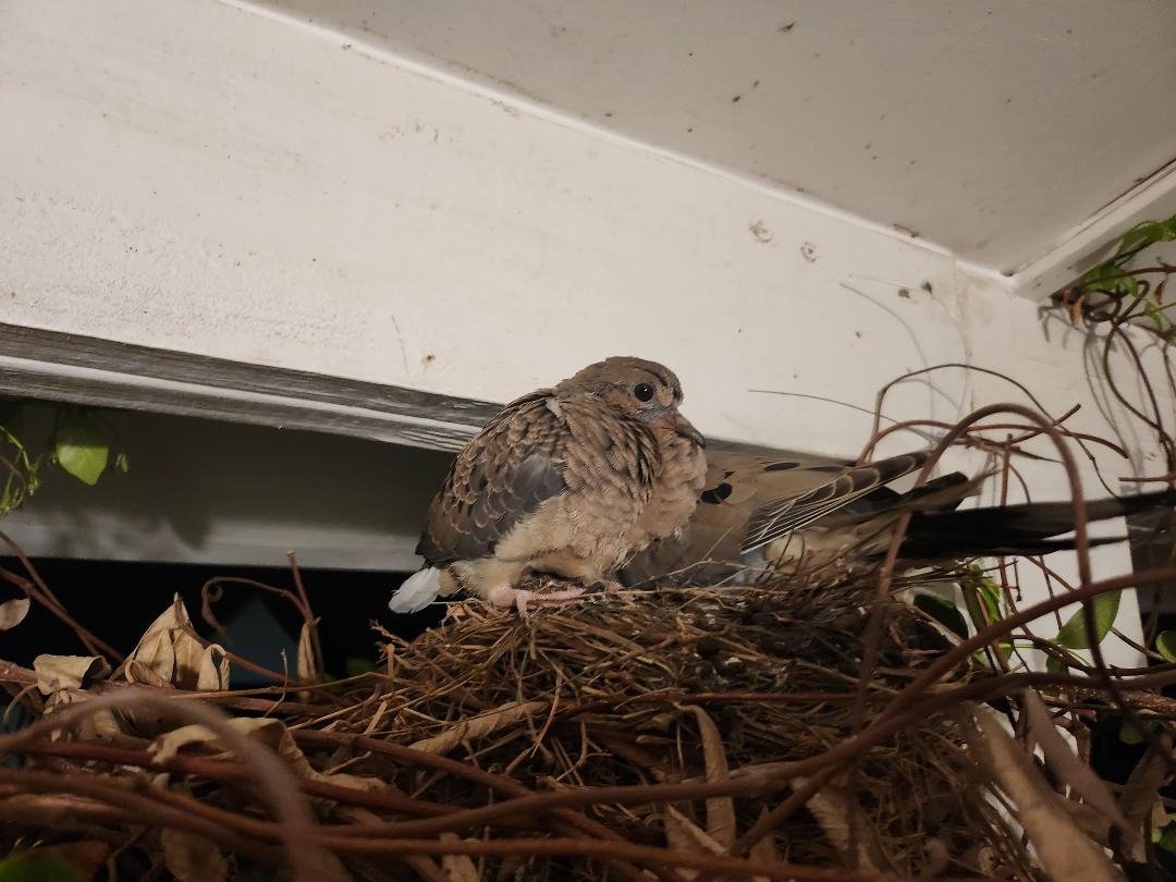 Front porch of our rental in Greenville. SUPRISE!