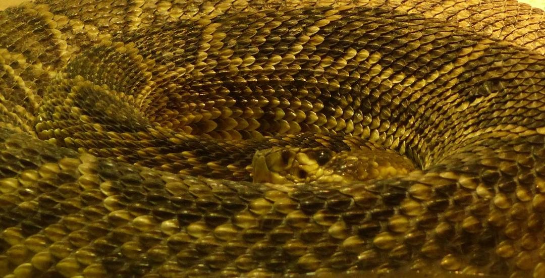When I walk past an exhibit at the zoo and see a "Kodac Moment" I get excited even when it's a snake. The Eastern Diamondback Rattlesnake was posing for me after Christmas while visiting the zoo with my grandchildren.