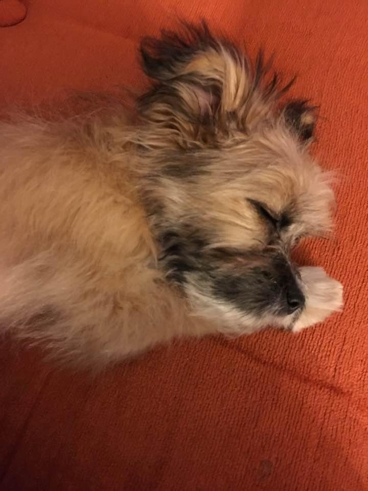 Tuckered out on Grandma's couch.
Mom took me to the traditional Fine celebration on Christmas Eve which was really fun with lots (30) adoring family members and my first "swim" in a pool (thanks Aunt Reeni).
Today it