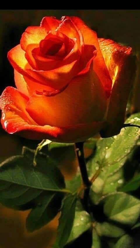 Good Morning all this Thankful Thursday! “Arise, shine, for your light has come, and the glory of the LORD rises upon you. Isiah 60:1
I Love You 🧡!