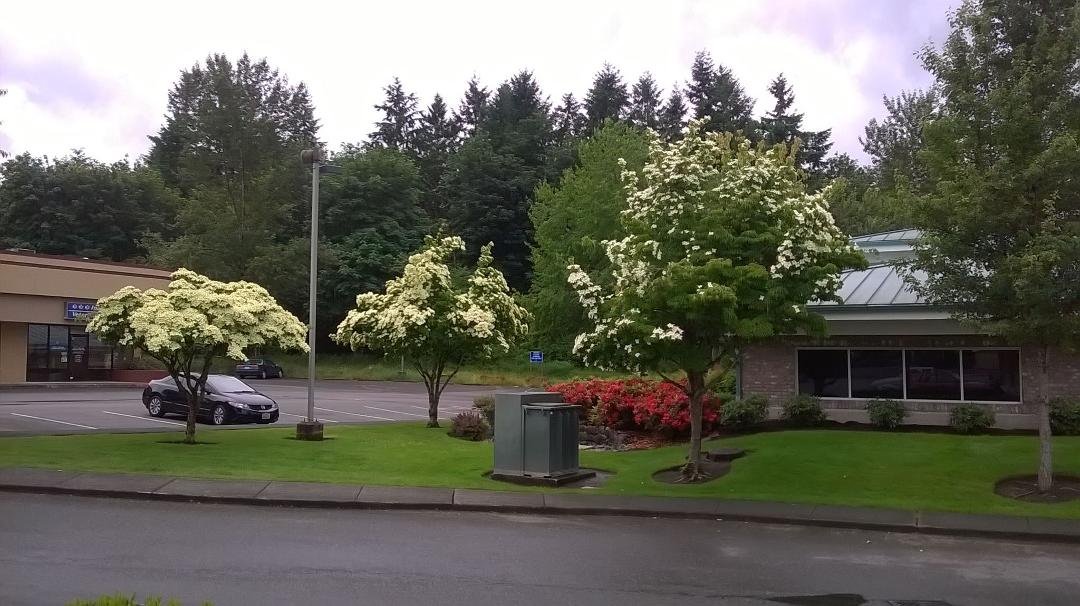 Beautiful Dogwood trees in bloom by a bank in Maple Valley.