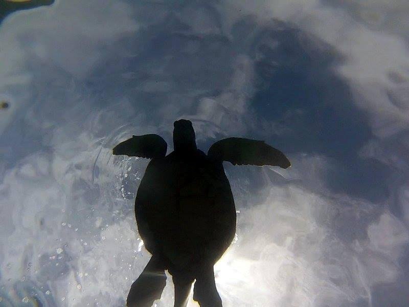 A male green sea turtle belly