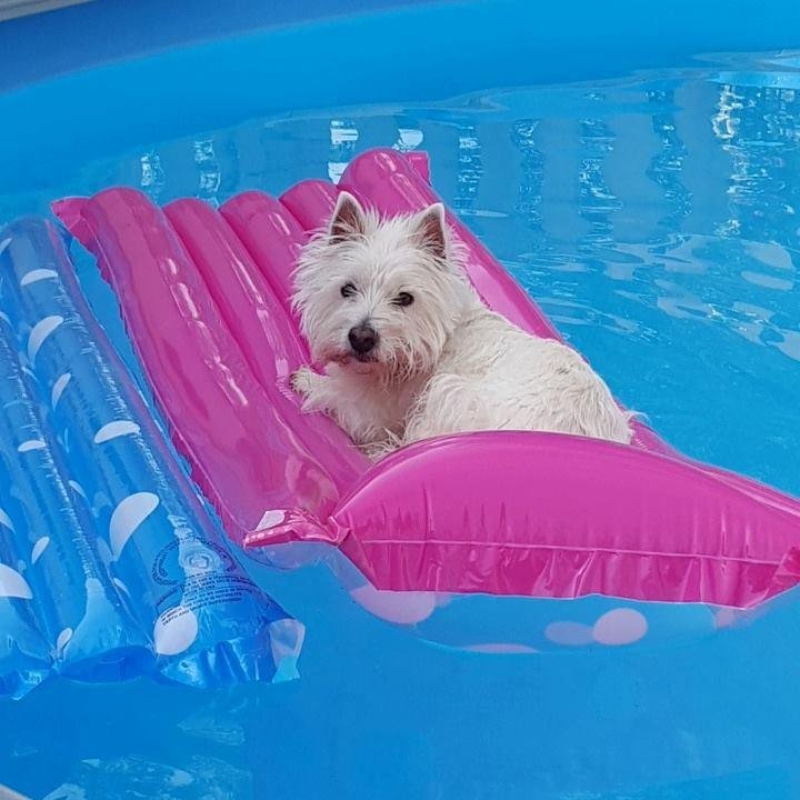 Happy national Dog Day!.......My Winnie