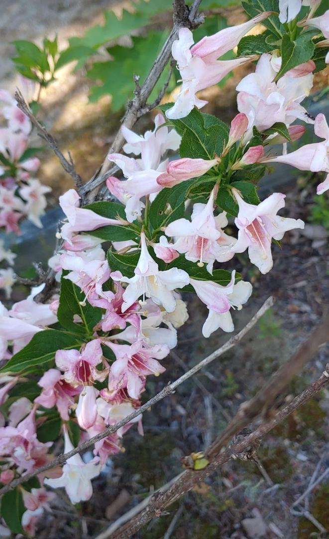 Weigela Pink Poppet