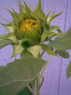 Cabin Sunflower