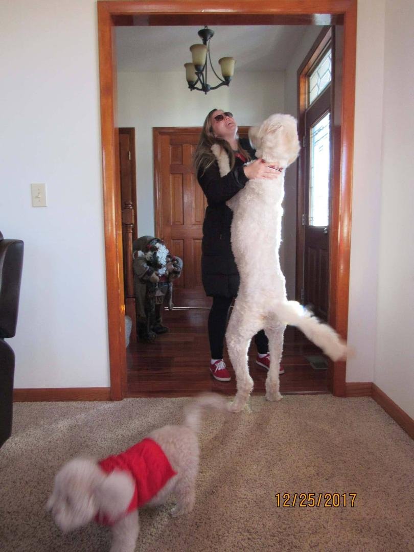 Tucker loves greeting everyone !!