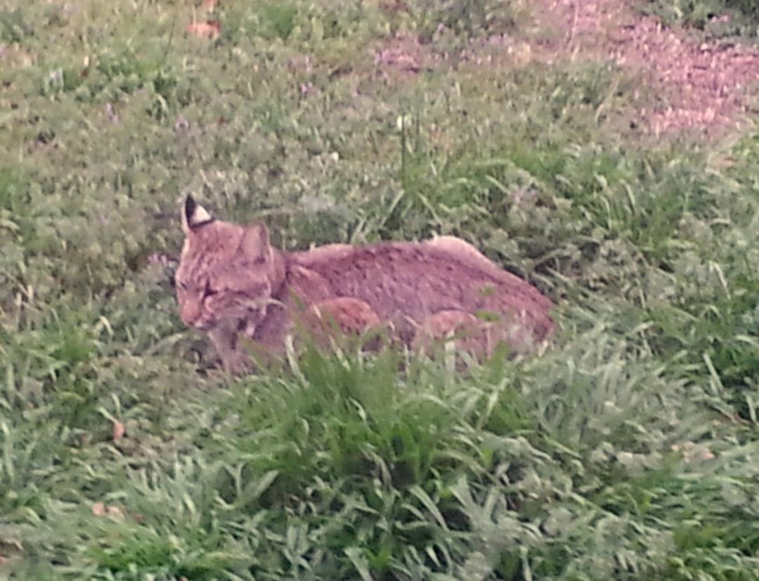 This is a Bobcat who liked laying under my Birf Feeder -