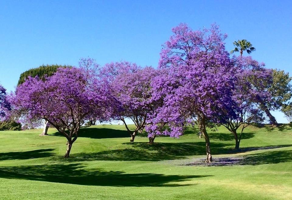 It's Jacaranda time here in Southern California, and Mesa Verde Country Club has this view on the first hole.