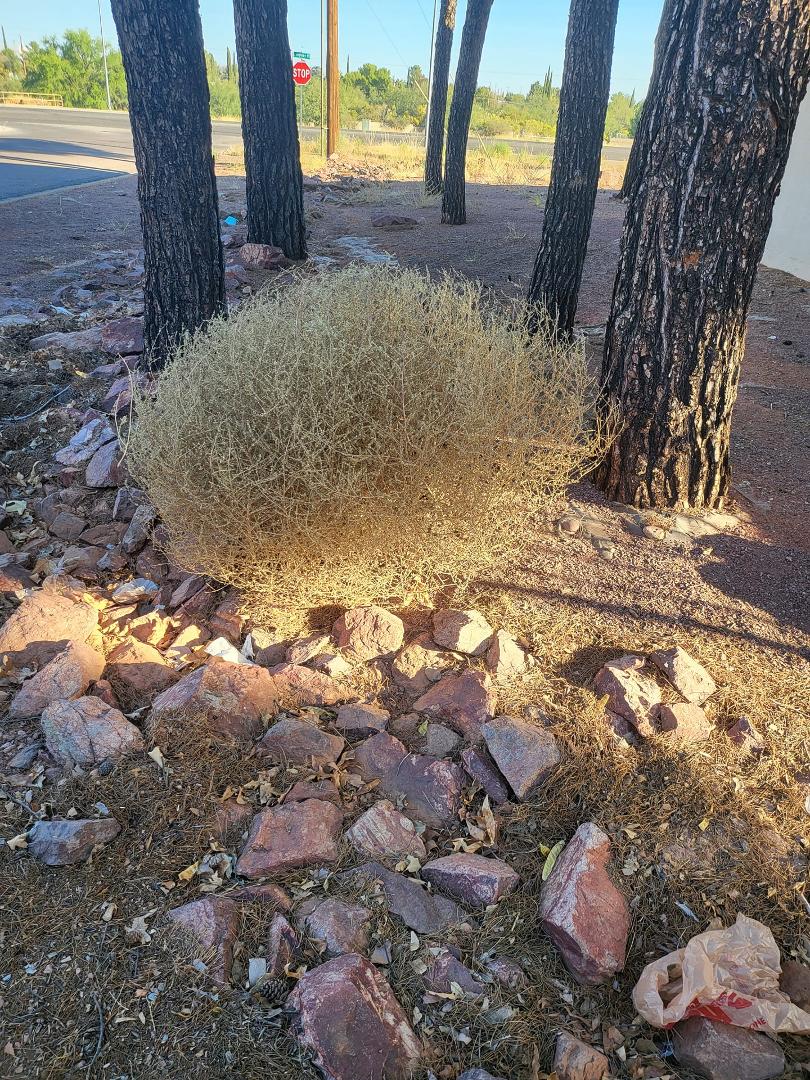 How to say youre in arizona without saying youre in arizona