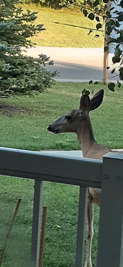Neighbor
