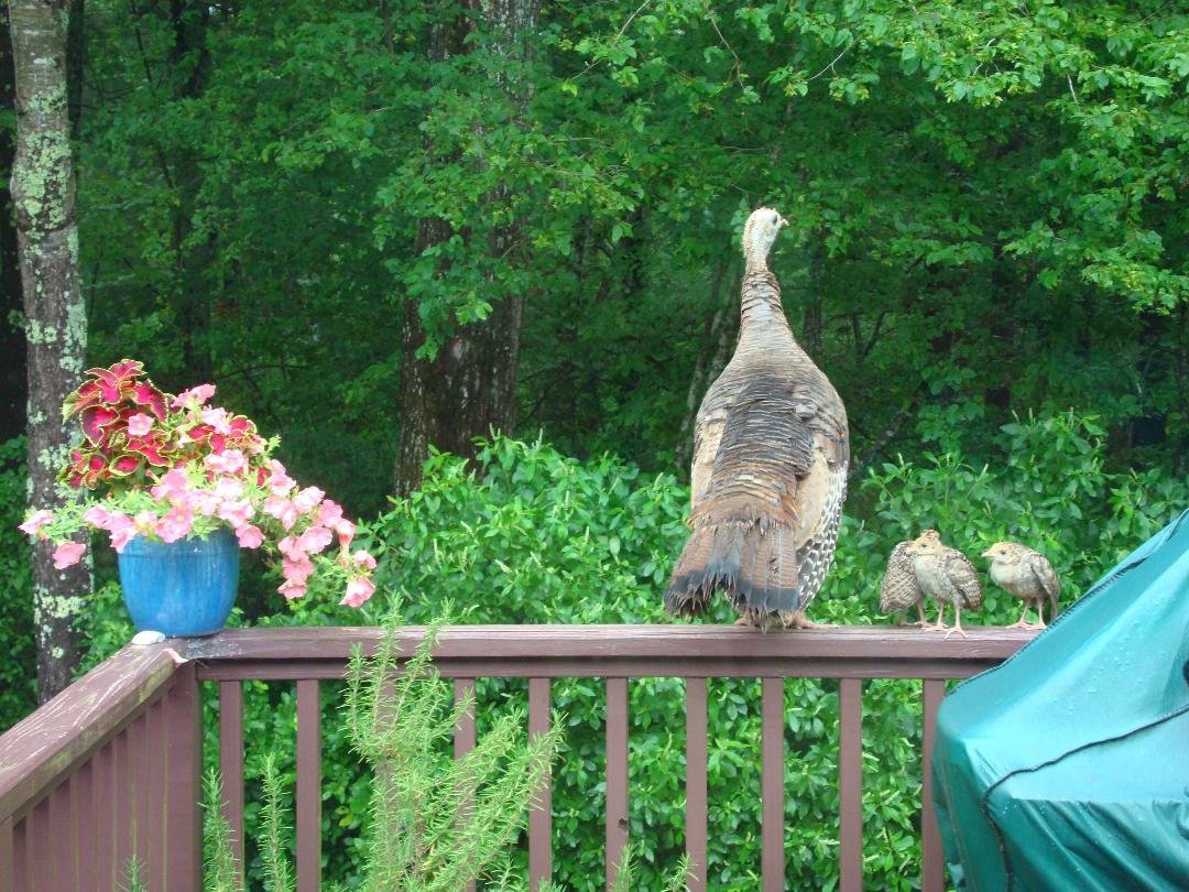 Turkeys on deck