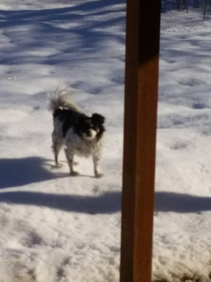 Ron Noel's album, Mobile Uploads