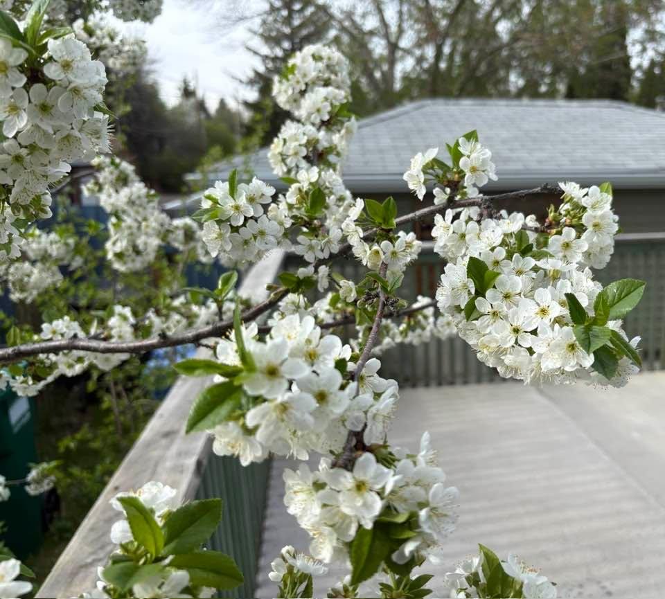 My cherry tree is in bloom and it looks like a bumper crop, if I can keep the birds away.