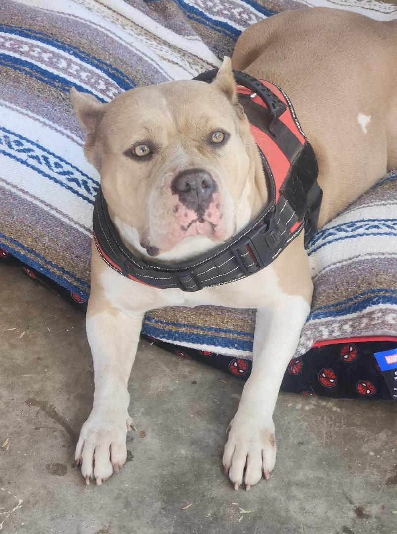 Found dog. 37th ave & Bethany Home Rd. 2-15-25 MSG OR CALL 4809315276 Please share!