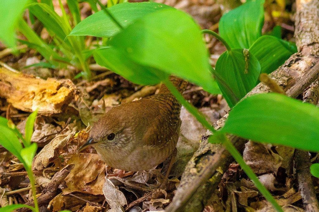 House Wren