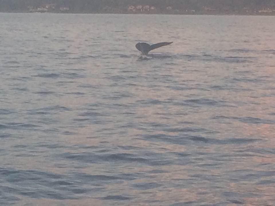 Whale watching from balcony.