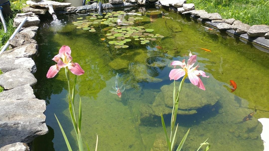 Pond is blooming for Dianna Ellis Huff birthday