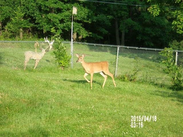 last night about 7 I came home from wegmans only to find this doe laying inside my fenced in back yard--just laying there--she let me take my groceries in the house get my camera and I took four photos. Never tried to bolt