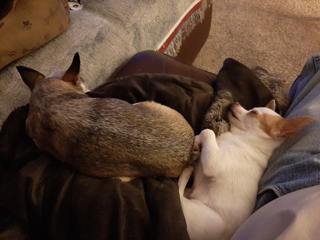 Angel & Spunkie