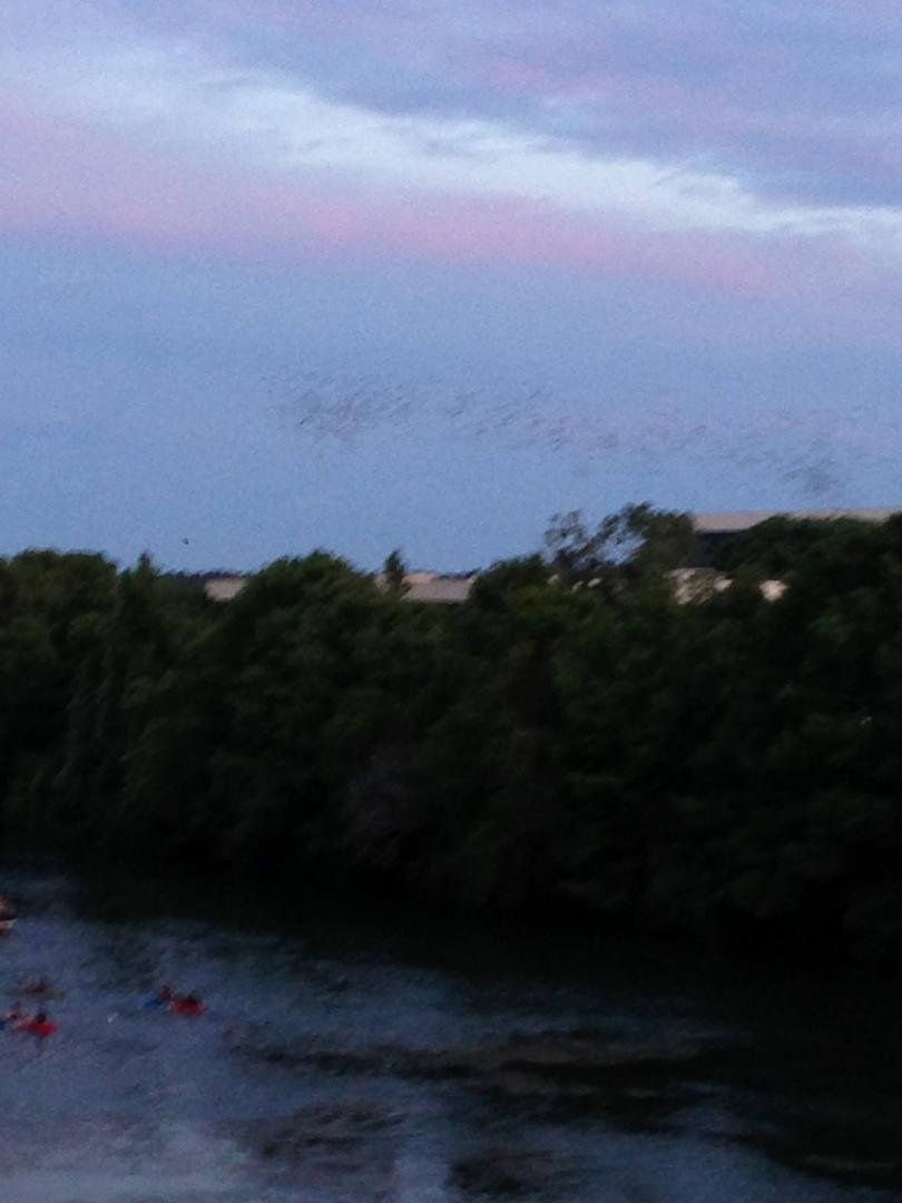 Day 7 of the nature picture challenge from Mary Eve Bramante-Cain. This is Austin, Texas..when the bats come out at dusk. Really cool to watch..