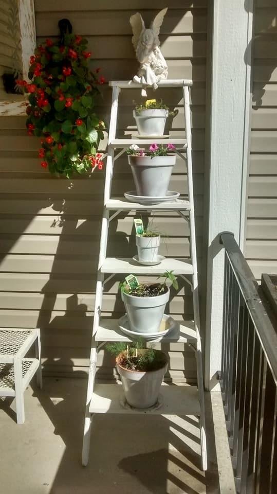 My herb and petunia ladder with sweet angel.