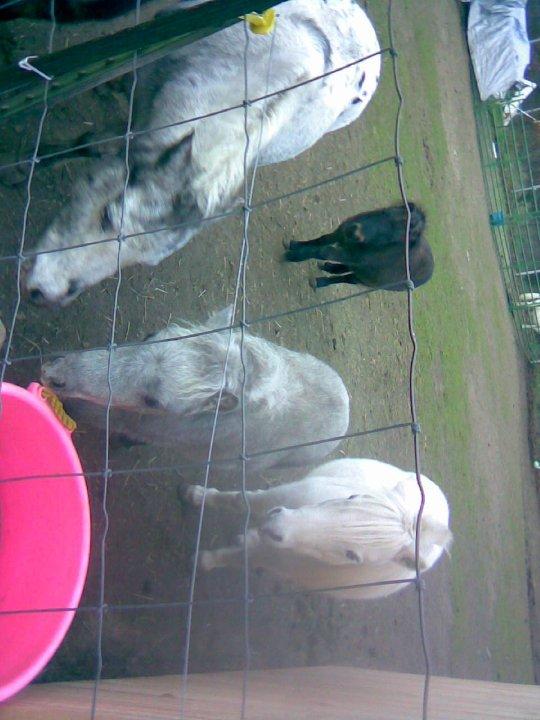 Some of Ginny's Mini Horses, her babies now up to 20 as of June 11th.