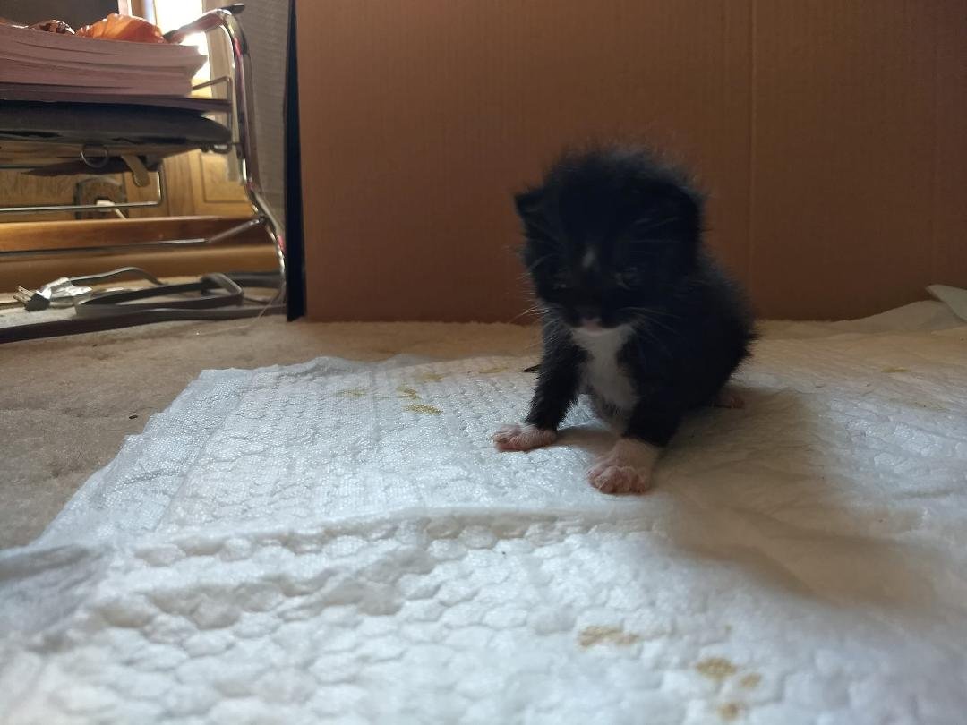 Found this little guy two weeks ago, didn't think he'd make it through the night.