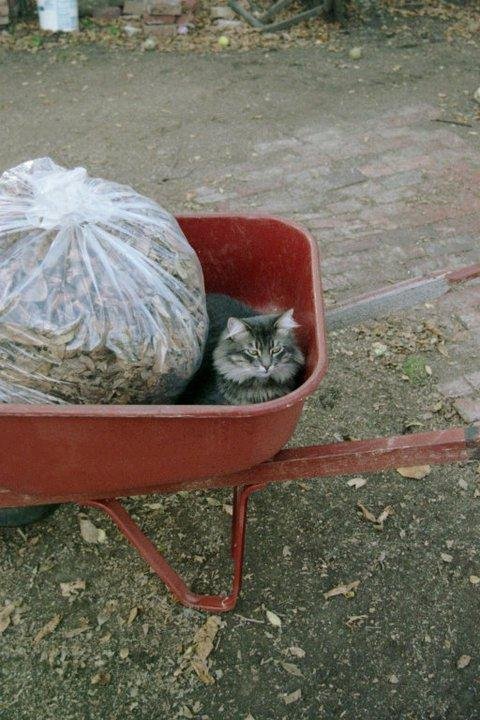 Peachnick is a great help when doing yard work.
