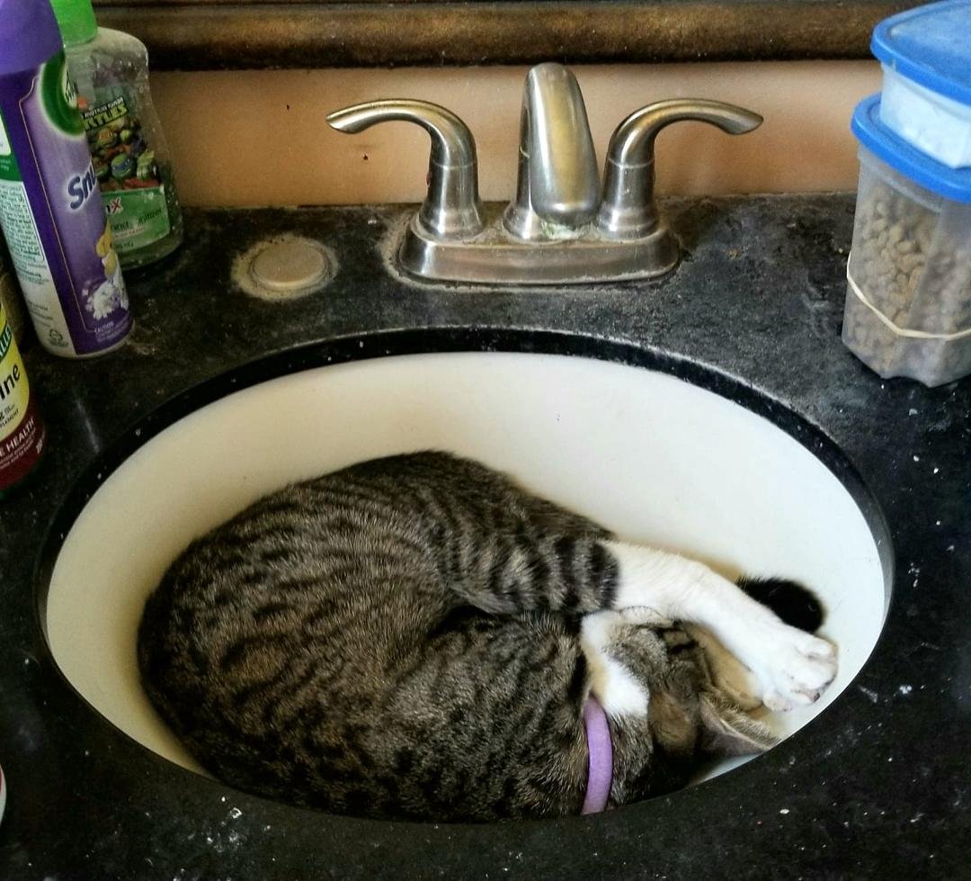 Here's a picture of one of our crazy cats...this is munchkin...and munchkin likes to play with the water...when it comes out of the faucet... unfortunately... sometimes he falls asleep...