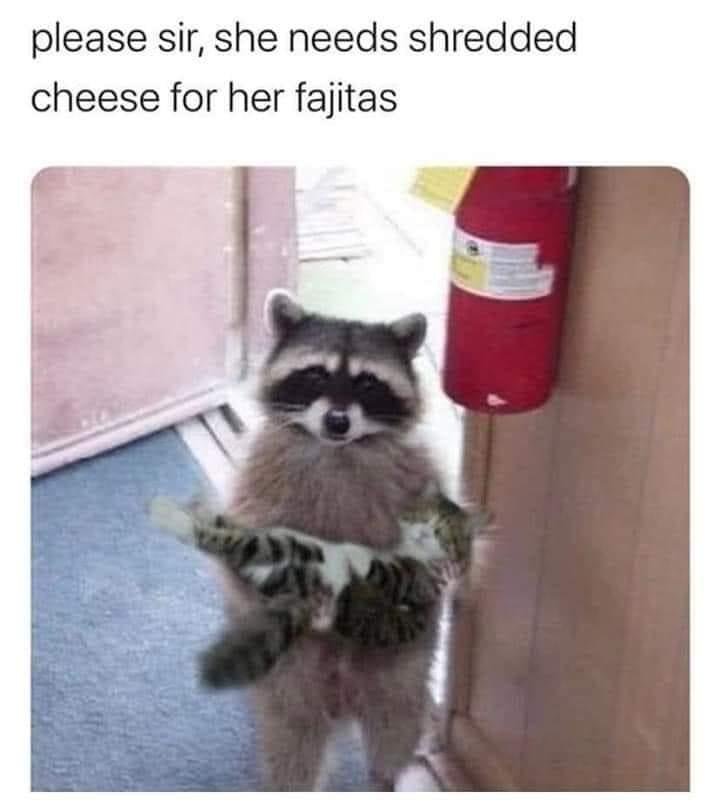 Haha kitties love cheese on EVERYTHING