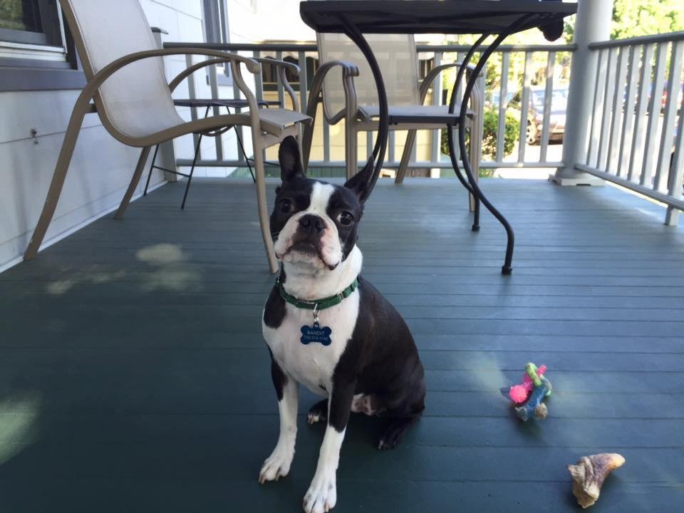 Happy National Dog Day, Bandit!!!!