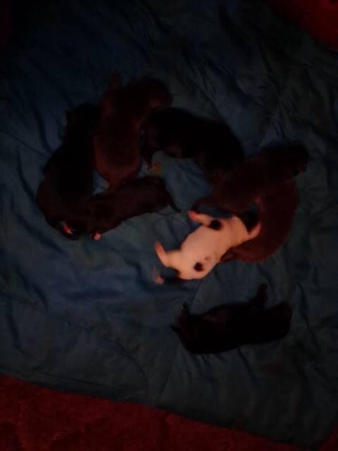 One more of the puppies.