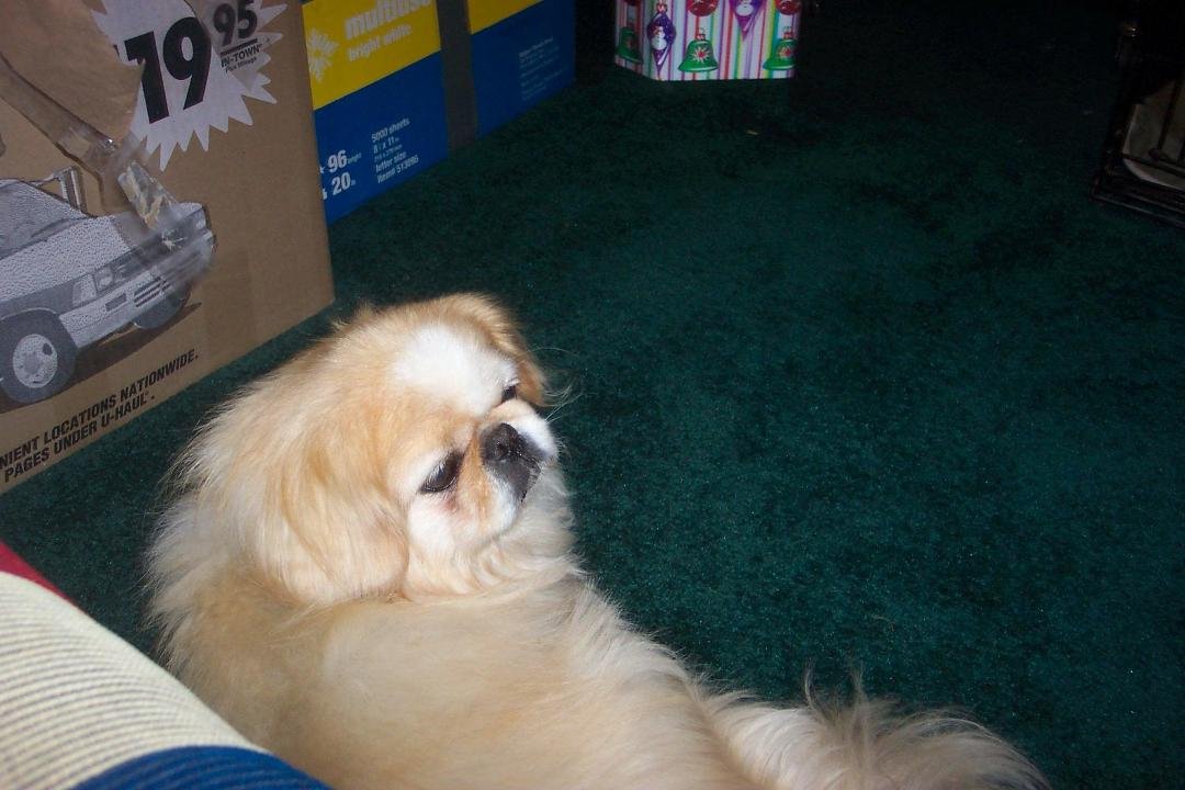 Cassie, 2000-2015, aka Cassie Wassie Cutie Patootie (No kidding, that's on her CKC registration papers). A wonderful, cute, playful companion; my mother's dog originally and then we inherited her. She will be sorely missed.