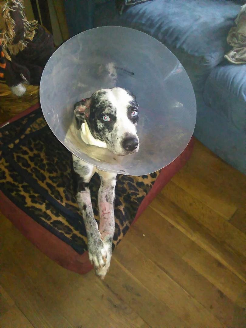 Eleanor in her festive Christmas cone!