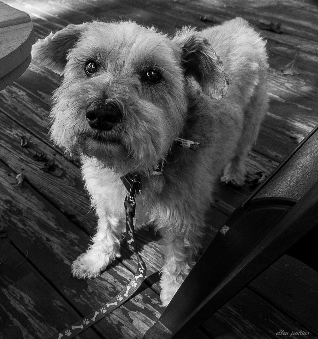 not sure this answers Sherry's B/W challenge --but I post this  of a very sad WILBUR. #1 and challenge Nicole Dube