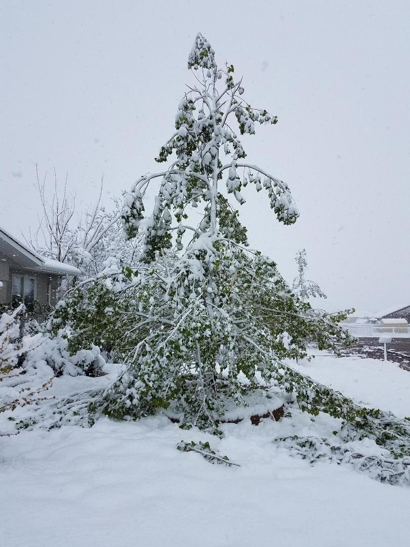 The main tree in our front yard, planted 14 years ago as a stick and nourished by us this whole time, and was looking just perfect, was destroyed overnight by this snow storm which froze in place on the branches. We can hea