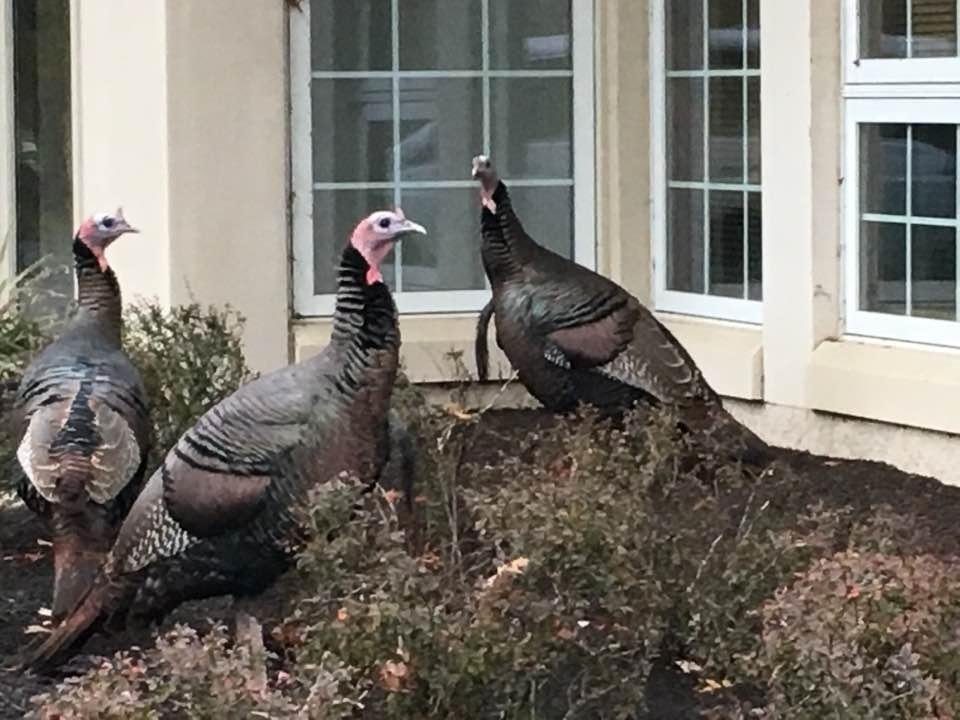 These were some of the largest wild Turkeys I have ever seen