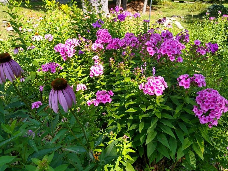 Nancy Bergerson's album, Mobile Uploads