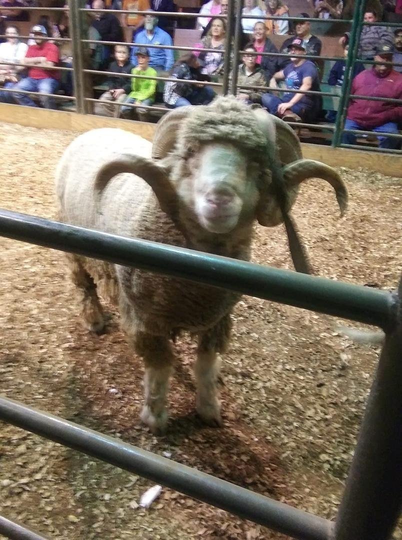 Had a blast at huffman horse auction last night..watching this mean ram trying attack everybody in the ring..it was hilarious..