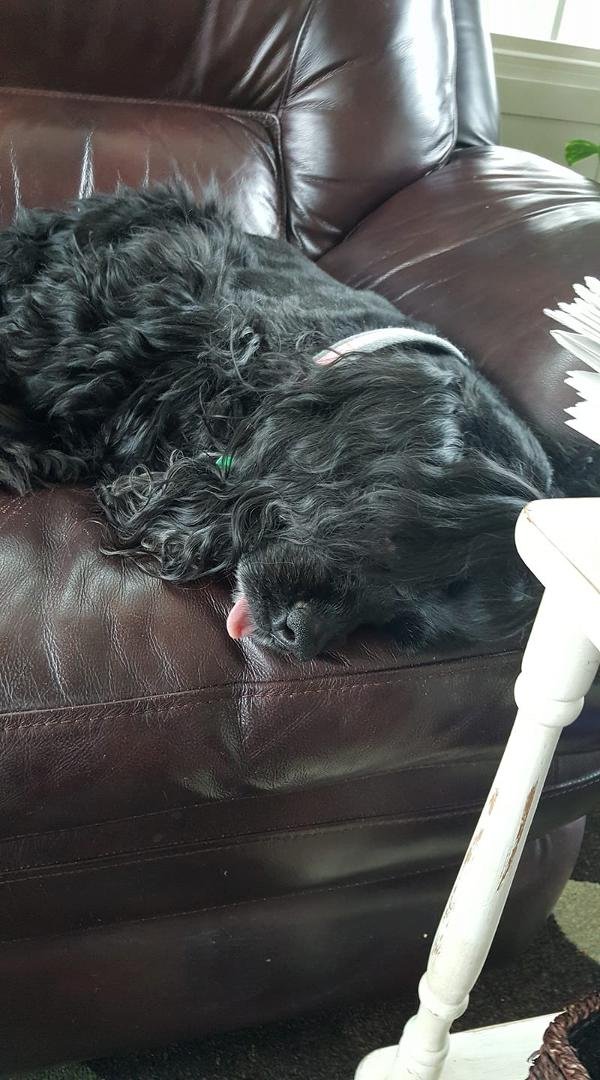 She's really relaxed. Notice the tongue