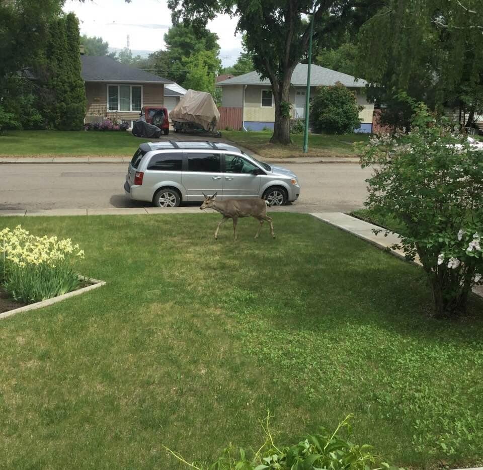 A visitor about 3:30 PM this afternoon.