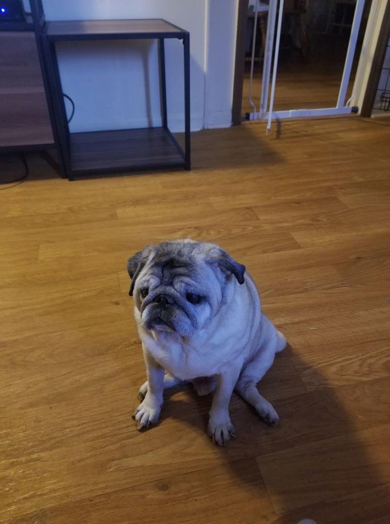 RIP my Louie Dale