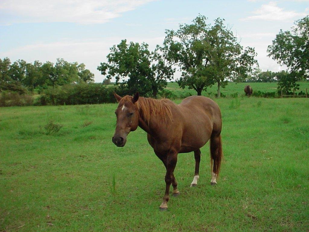 Charlie, A Quarter Horse gelding