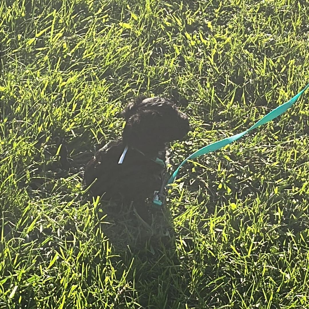 My new dog