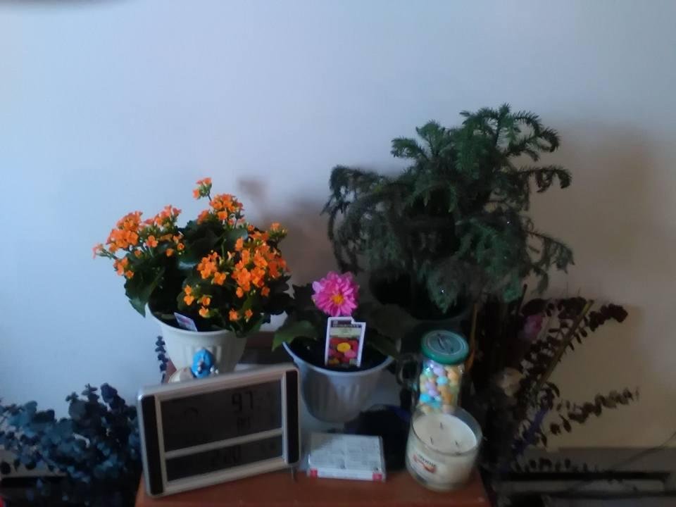Some of my plants. The pink one is from my sister-in-law Sonja Smith. I love it